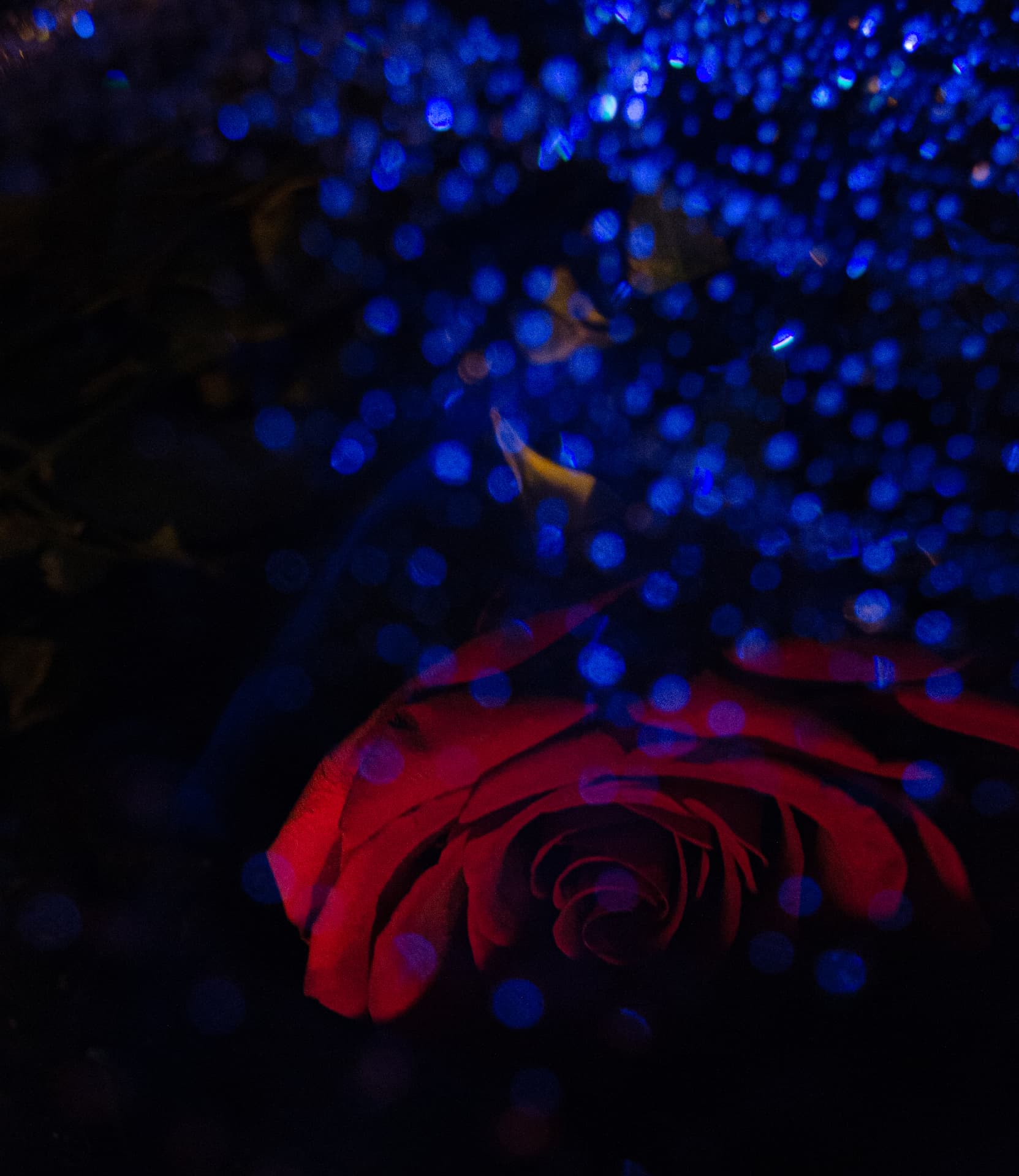 Rose Under the Blue Field