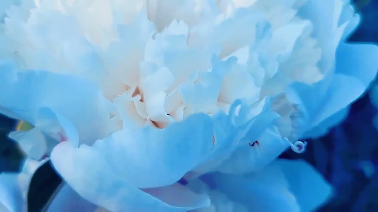 Bloom Anthology