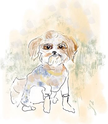 Small dog with big eyes